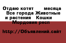 Отдаю котят. 1,5 месяца - Все города Животные и растения » Кошки   . Мордовия респ.